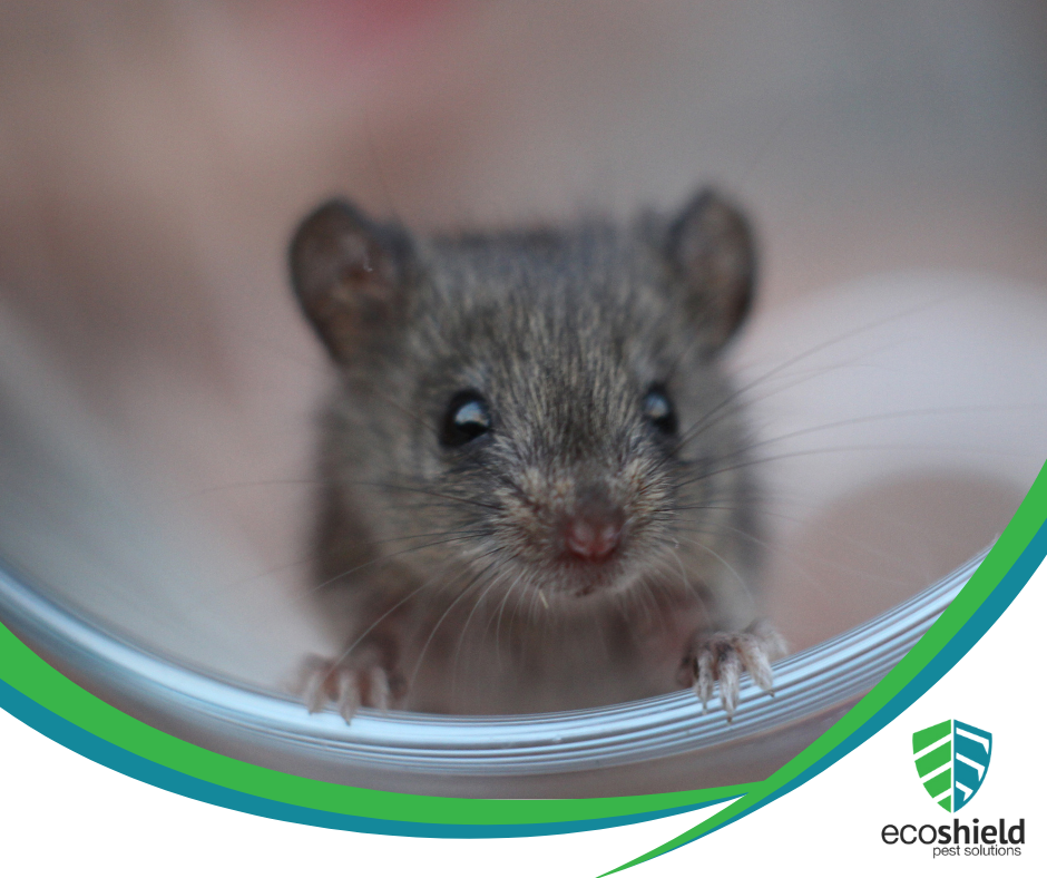 Do Mice Infest Clean Homes?